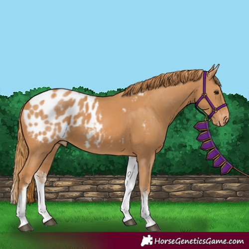 Horse Color:White Spotted Chestnut Appaloosa