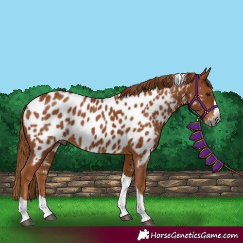 Horse Color:Unknown 
