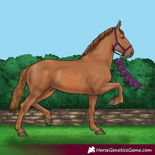 Horse Color:Unknown 