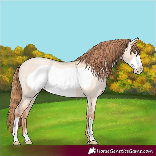 Horse Color:Gold Champagne Roan Dun Frame