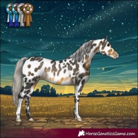 Horse Color:Silver Buckskin Appaloosa Rabicano