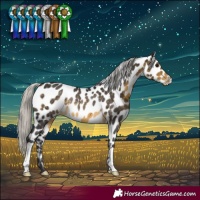 Horse Color:Silver Buckskin Near Leopard Rabicano 