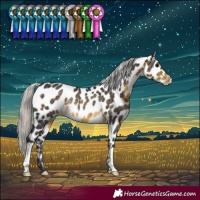 Horse Color:Silver Buckskin Near Leopard Rabicano 