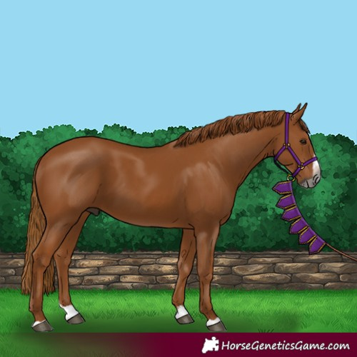 Horse Color:Unknown 