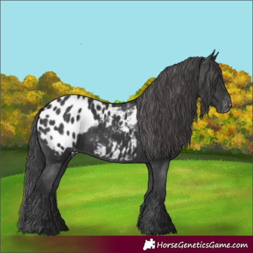 Horse Color:Black Appaloosa