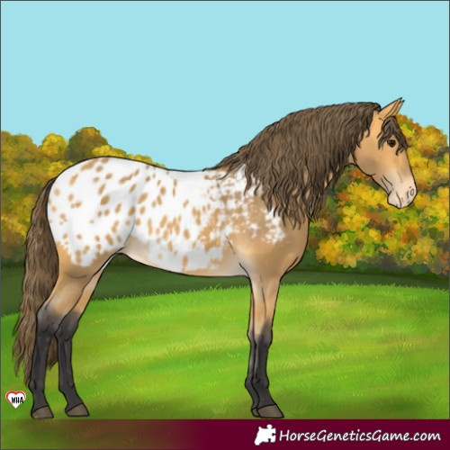 Horse Color:Buckskin Blanket