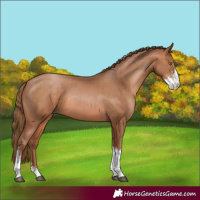 Horse Color:Brown Pearl Sabino Tobiano Rabicano