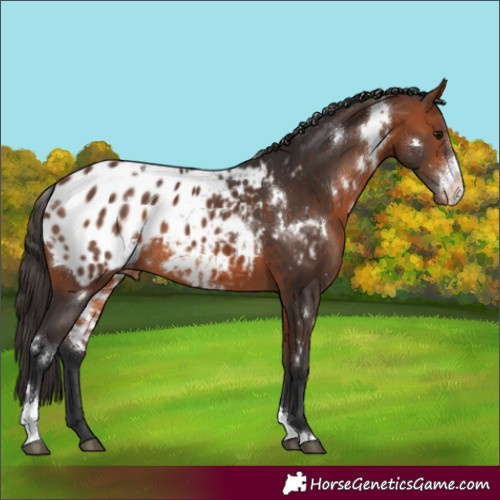 Horse Color:White Spotted Bay Sabino Appaloosa 