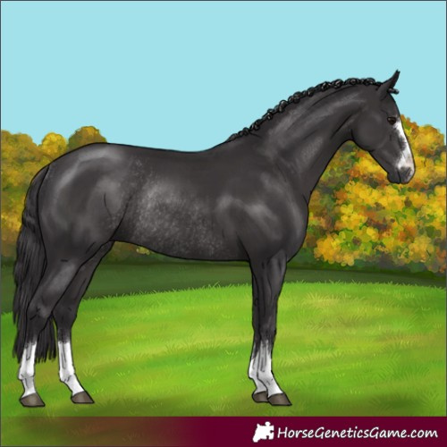 Horse Color:Smoky Black Rabicano 