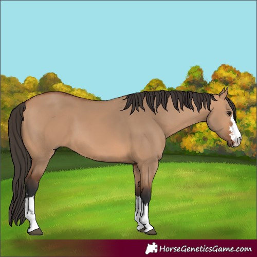 Horse Color:Bay Dun
