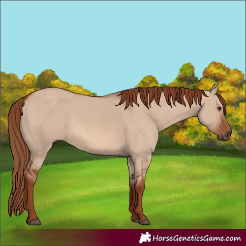Horse Color:Red Dun