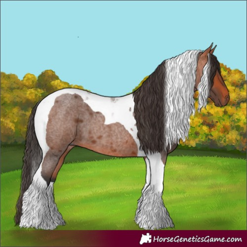 Horse Color:Bay Roan Tobiano