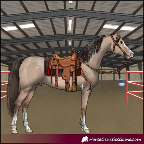 Horse Color:Powder White Sable Champagne Dun Sabino Splash