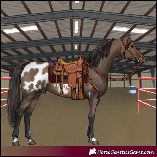 Horse Color:Brown Dun Blanket 