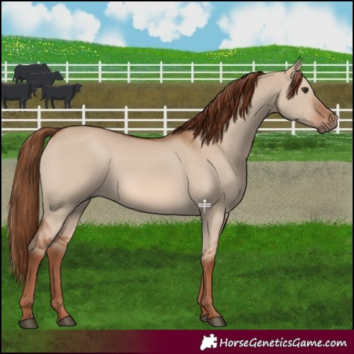 Horse Color:Red Dun