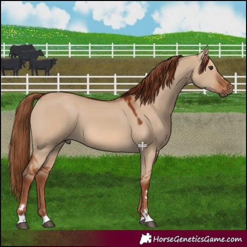 Horse Color:Red Dun