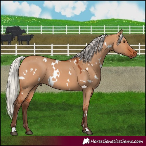 Horse Color:White Spotted Silver Bay Dun Rabicano