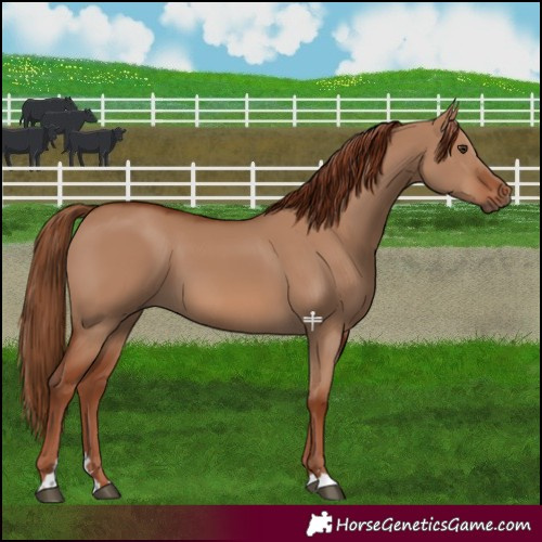 Horse Color:Red Dun