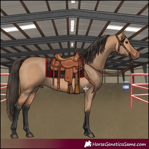 Horse Color:Bay Dun 