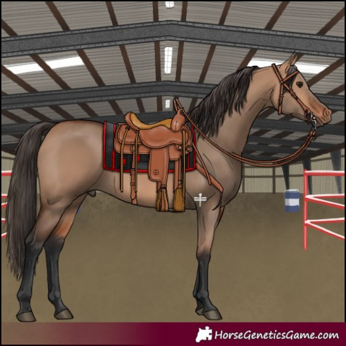 Horse Color:Bay Dun 