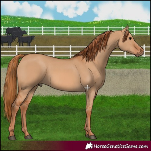 Horse Color:Red Dun 