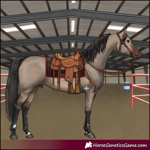 Horse Color:Bay Dun 
