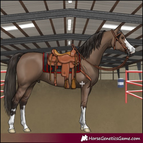 Horse Color:Liver Red Dun
