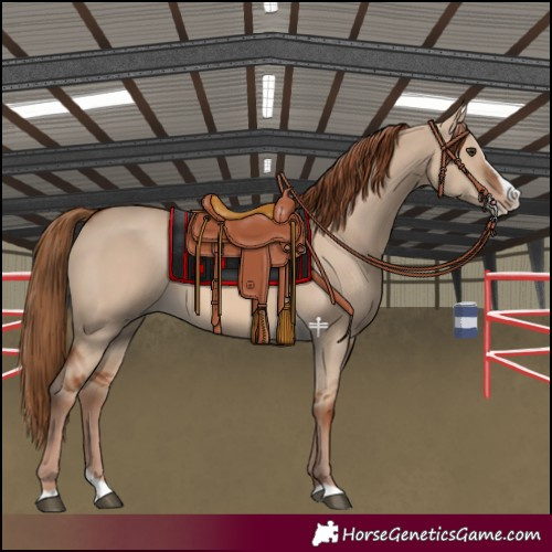 Horse Color:Red Dun Splash
