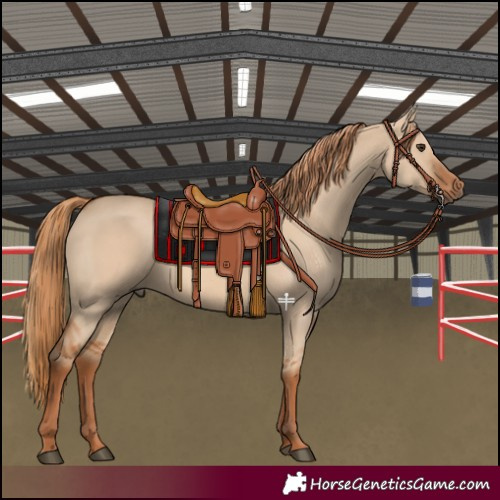 Horse Color:Red Dun 
