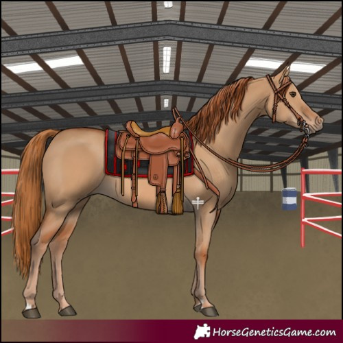 Horse Color:Red Dun