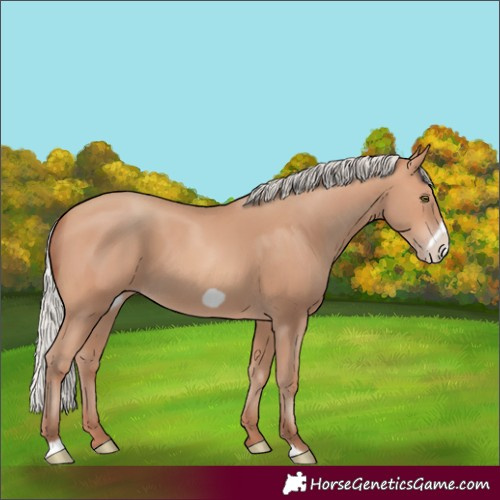 Horse Color:Silver Amber Champagne Frame 