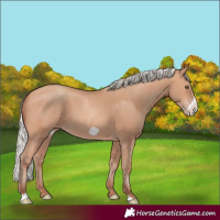Horse Color:Silver Amber Champagne Frame