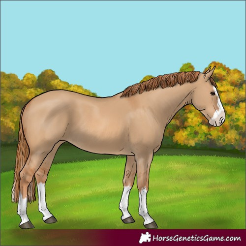 Horse Color:Red Dun Splash