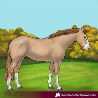 Horse Color:Red Dun Splash