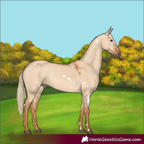 Horse Color:White Spotted Red Dun