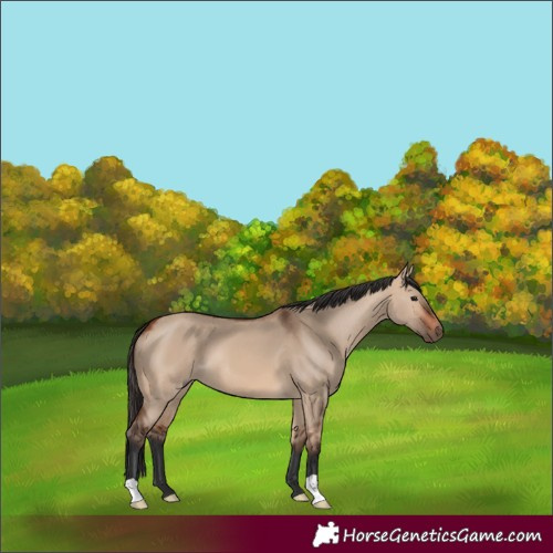 Horse Color:Bay Dun 