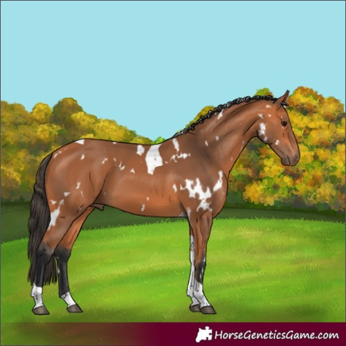 Horse Color:White Spotted Bay Tobiano