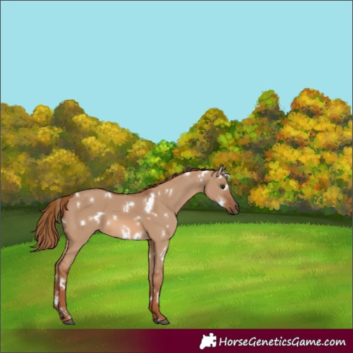 Horse Color:White Spotted Red Dun