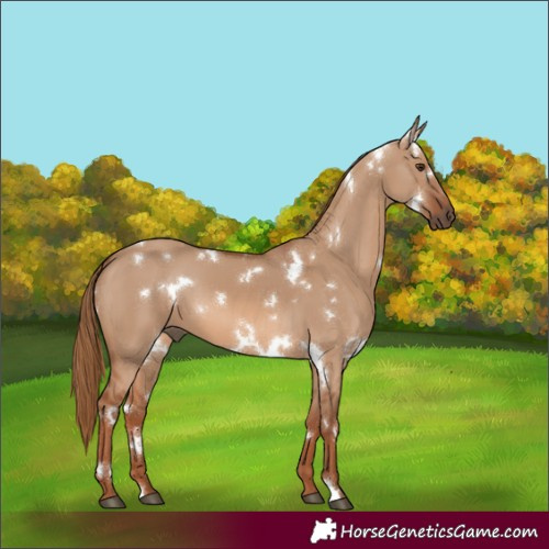 Horse Color:White Spotted Red Dun