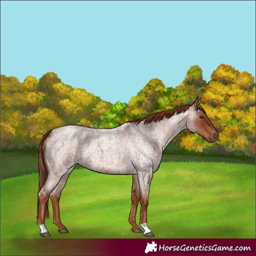 Horse Color:Red Roan 