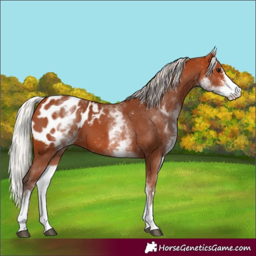 Horse Color:White Spotted Silver Bay Sabino Blanket 