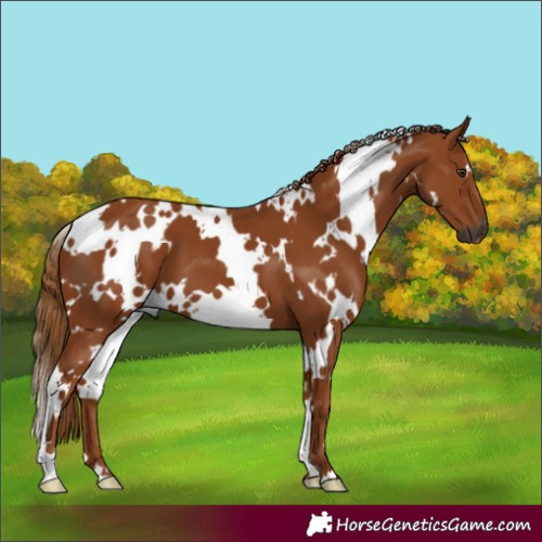 Horse Color:Gray White Spotted Chestnut 