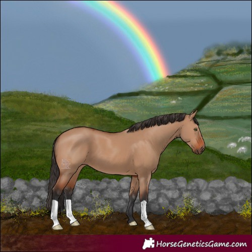 Horse Color:Bay Dun