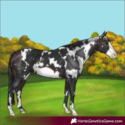 Horse Color:White Spotted Brown Frame 