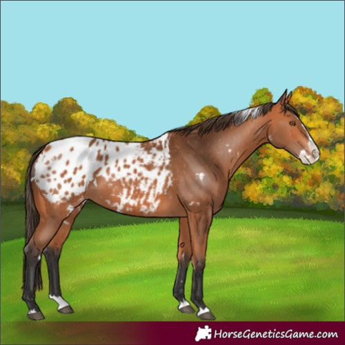 Horse Color:White Spotted Bay Splash Blanket