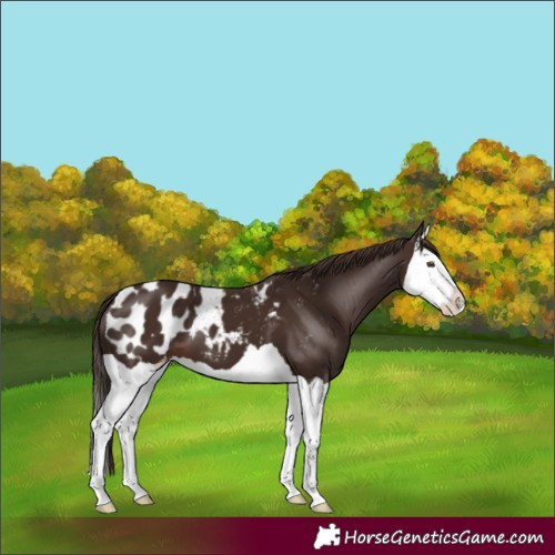 Horse Color:Liver Chestnut Splash Blanket 