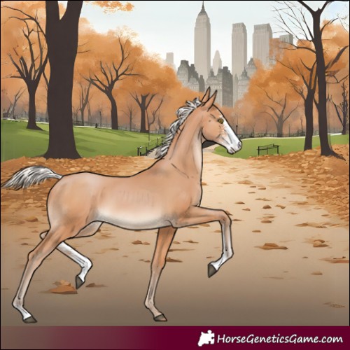 Horse Color:Silver Brown Pearl Sabino Appaloosa 