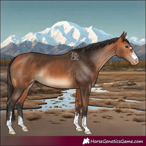 Horse Color:Bay Appaloosa