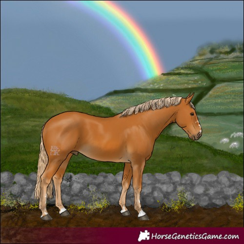 Horse Color:Palomino 