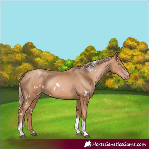 Horse Color:White Spotted Chestnut Pearl Tobiano